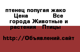 птенец попугая жако  › Цена ­ 60 000 - Все города Животные и растения » Птицы   